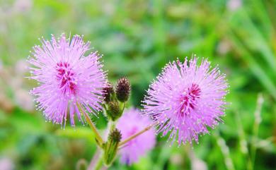 Mimosa pudica L. 含羞草