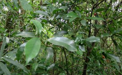 Illicium arborescens Hayata 臺灣八角