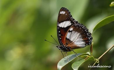 Hypolimnas misippus Linnaeus, 1764 雌擬幻蛺蝶