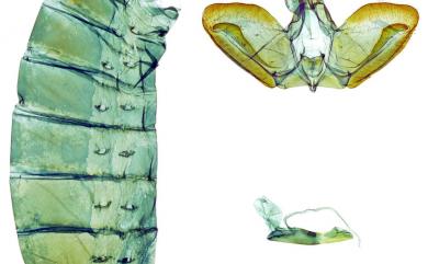 Papilio paris nakaharai Shirozu, 1960 琉璃翠鳳蝶