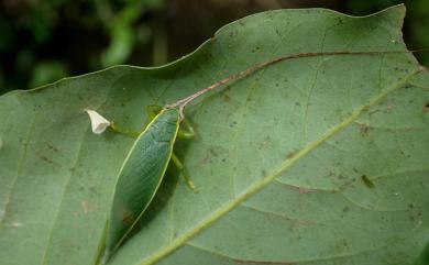 Truljalia formosa He, 2012 蓬萊片蟋