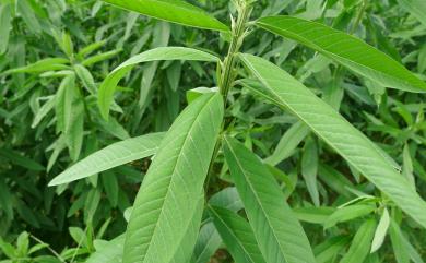 Crotalaria juncea L. 太陽麻