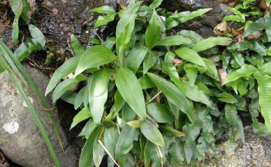 Goodyera procera (Ker Gawl.) Hook. 穗花斑葉蘭