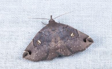 Bertula albipunctata Wileman, 1915 白斑毛鬚裳蛾