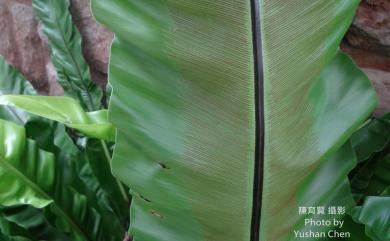 Asplenium setoi N.Murak. & Seriz. 東洋山蘇花