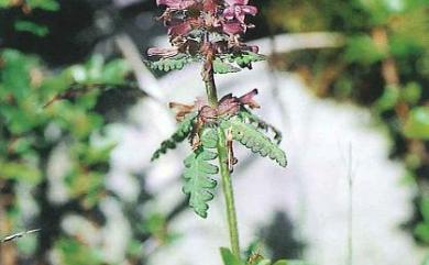 Pedicularis refracta var. transmorrisonensis 馬先蒿