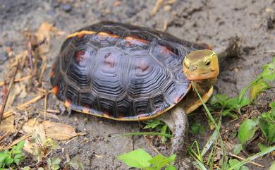 Cuora flavomarginata Gray, 1863 食蛇龜