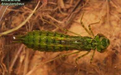 Anax panybeus Hagen, 1867 麻斑晏蜓