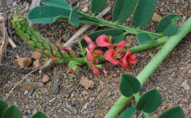 Indigofera spicata 倒卵葉木藍