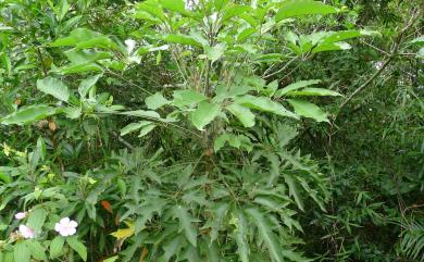 Heptapleurum heptaphyllum (L.) Y.F.Deng 鵝掌柴