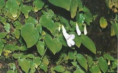 Chirita anachoreta 光萼唇柱苣苔