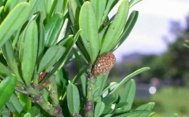 Podocarpus costalis C.Presl 蘭嶼羅漢松