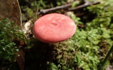 Russula emetica (Schaeff. ex Fr.) Pers. 毒紅菇