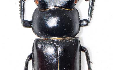 Rhaetulus crenatus crenatus Westwood, 1871 鹿角鍬形蟲