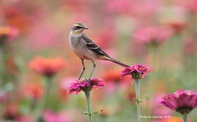 Motacilla tschutschensis taivana (Swinhoe, 1861) 東方黃鶺鴒(黃眉亞種)