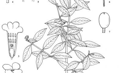 Wikstroemia indica (L.) C.A. Mey. 南嶺蕘花