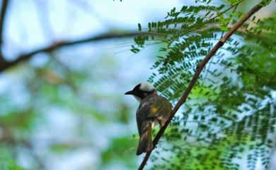 Pycnonotus sinensis formosae Hartert, 1910 白頭翁(台灣亞種)