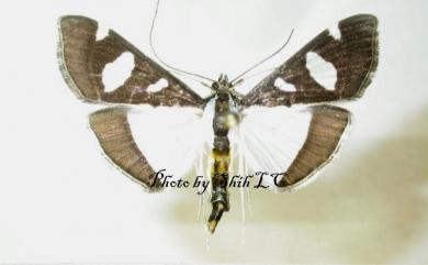 Glyphodes actorionalis Walker, 1859 三斑絹野螟