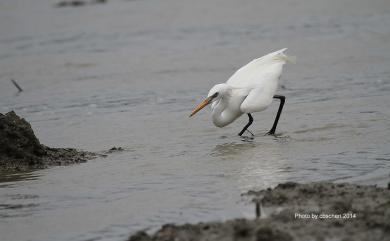 Egretta eulophotes (Swinhoe, 1860) 唐白鷺