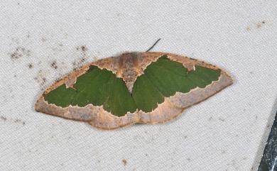 Celenna festivaria formosensis (Inoue, 1964) 綠紋尺蛾