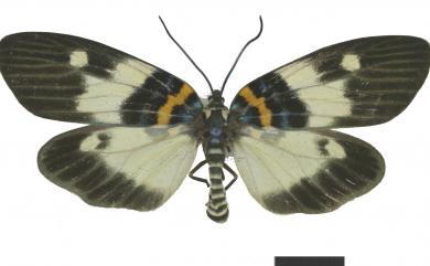 Erasmiphlebohecta picturata Wileman, 1910 狹翅山龍眼螢斑蛾