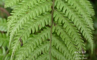 Coryphopteris castanea 栗柄泛亞金星蕨