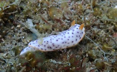 Chromodoris aspersa Rudman, 1982 粗糙多彩海牛