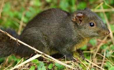 Dremomys pernyi owstoni (Thomas, 1908) 長吻松鼠