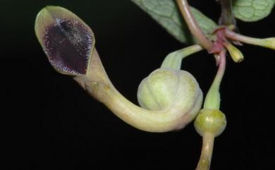 Aristolochia foveolata 蜂窩馬兜鈴