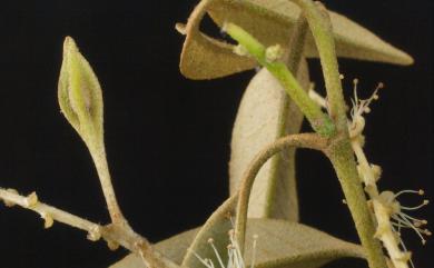 Dryocosmus pentagonalis Tang & Melika, 2011