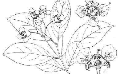 Euonymus carnosus 厚葉衛矛