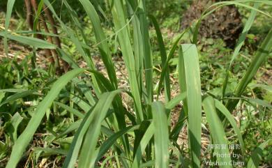 Cymbopogon nardus (L.) Rendle 香茅