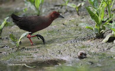 Zapornia fusca erythrothorax 緋秧雞