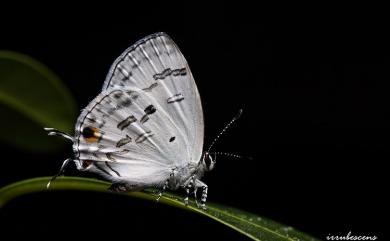 Hypolycaena kina inari 蘭灰蝶