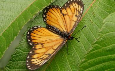 Acraea issoria formosana (Fruhstorfer, 1912) 苧麻珍蝶