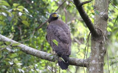 Spilornis cheela hoya Swinhoe, 1866 大冠鷲