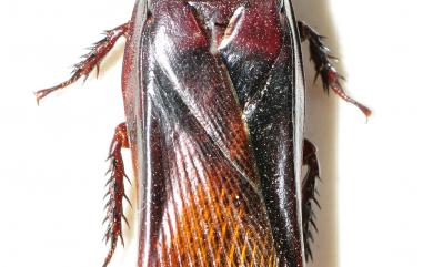 Panesthia angustipennis yayeyamensis Asahina, 1988 八重山硬蠊