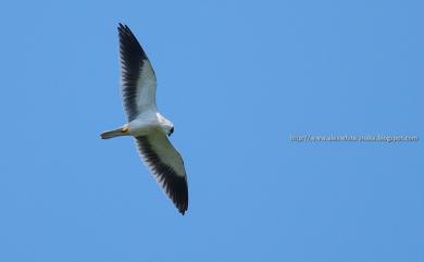 Elanus caeruleus vociferus (Latham, 1790) 黑翅鳶