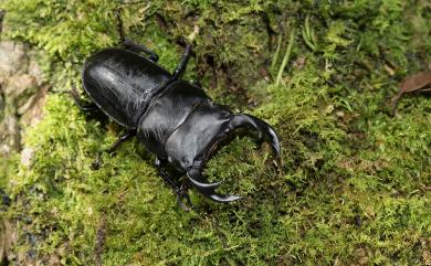 Dorcus curvidens formosanus Miwa, 1929 臺灣大鍬形蟲