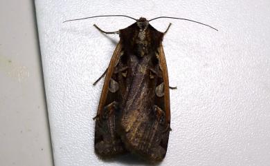 Xestia tamsi (Wileman & West, 1929) 繁縷魯夜蛾