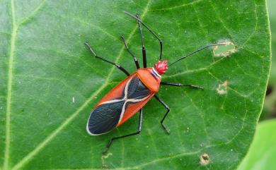 Dysdercus decussatus Boisduval, 1835 叉帶棉紅蝽