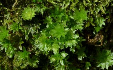 Rhodobryum giganteum (Schwaegr.) Paris, 1898 暖地大葉苔