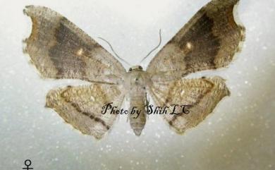 Chundana emarginata (Hampson, 1891) 凹緣雙尾蛾