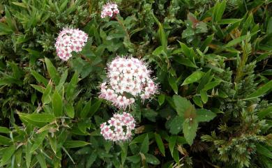 Spiraea hayatana 假繡線菊