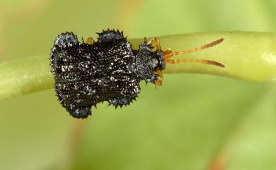 Dactylispa excisa (Kraatz, 1879) 凹緣鐵甲蟲