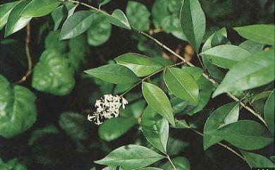 Ligustrum pricei Hayata 阿里山女貞