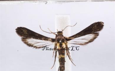 Paranthrenopsis polishana (Strand, 1916) 殘帶透翅蛾