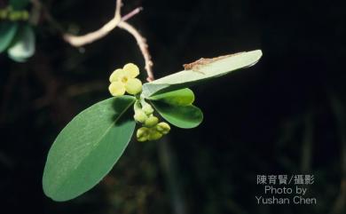 Wikstroemia indica (L.) C.A. Mey. 南嶺蕘花