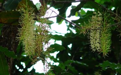 Macadamia ternifolia F.Muell. 澳洲胡桃