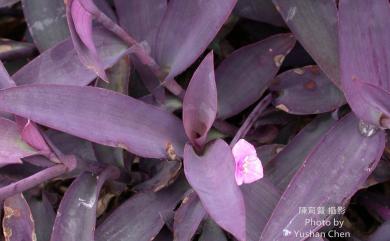 Tradescantia pallida (Rose) D.R.Hunt 紫錦草